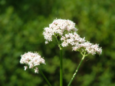 Valeriana officinalisGrote valeriaan bestellen